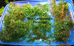 Callicostella Pancuraji.jpg