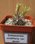 2 - 09.05.2010 Echinocereus viridiflorus var. davisii.JPG
