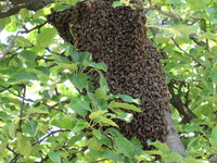 Пчелы (17).jpg