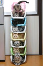 organize-cats-04.jpg