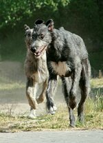2+-+Irish+Wolfhounds++_MG_0380+b+photo+Dalton.jpg