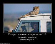 600229_gepard-razvivaet-skorost-do-110-kilometrov-v-chas.jpg