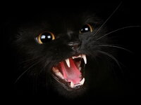 Animals_Cats_Black_kitten_031323_.jpg