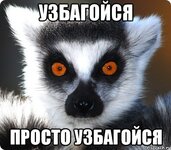 lemur_29252936_orig_.jpg