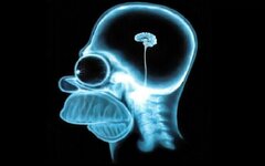 Homer-simpson-brain,1280x800,18857.jpg