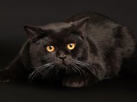 Animals___Cats_Angry_fat_black_cat_044888_29.jpg