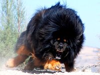 angry-tibetan-mastiff.jpg