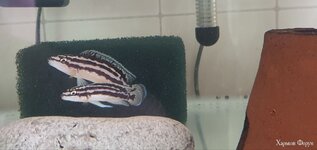Julidochromis ornatus.jpg