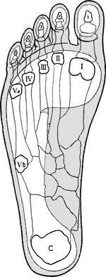 NormaleFusssohle_mit_eingezeichbetemSkelett_undBodenflache.jpg