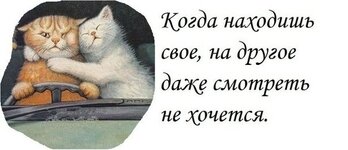 коты.jpg