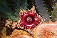 Huernia  zebrina.jpg