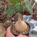 pyrenacantha_malvifolia_3351.jpg