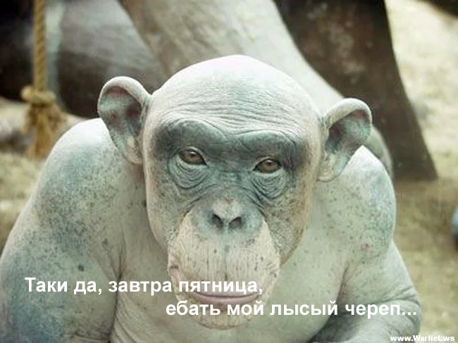attachment.php