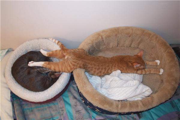 attachment.php