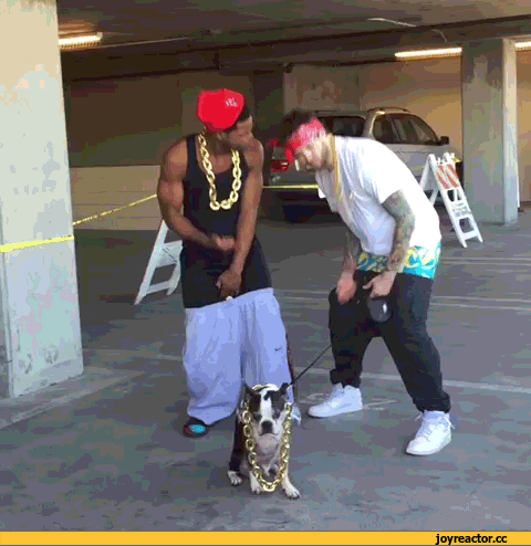 0%B5%D0%BF%D0%B5%D1%80%D1%8B-curtis-lepore-1617661.gif