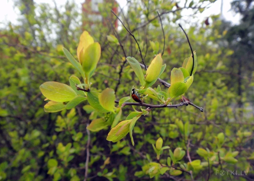 000044164002_%23_3_%23_Eduardiks.webp