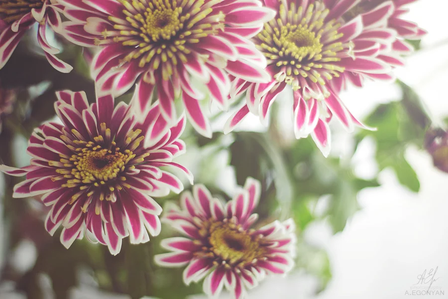 000d44z4.webp