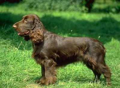001447_big_fild_spaniel.webp