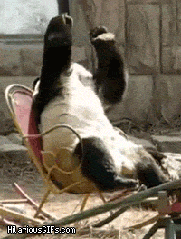 003-funny-animal-gifs-regret-panda.gif