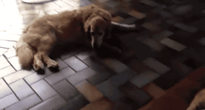 004-animal-gif-071-cat-steals-dog%27s-bed.gif
