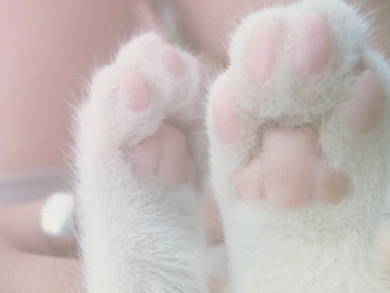 004.webp