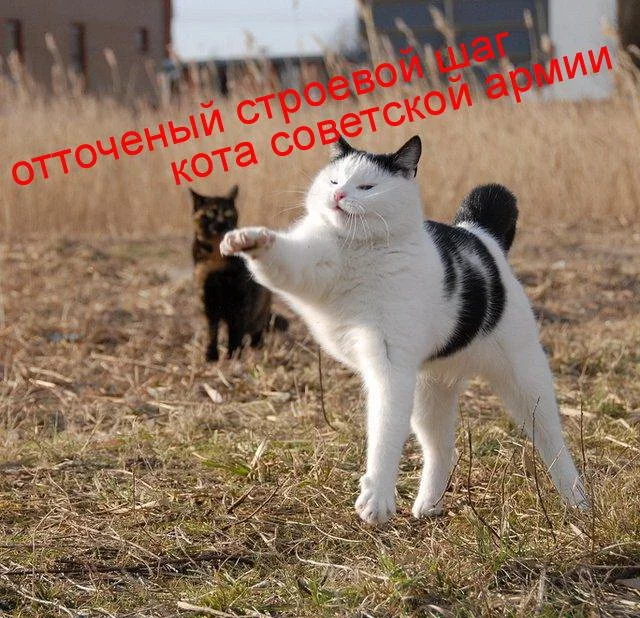 005xw2gf.webp
