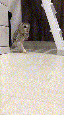 006fee7c249c49b65877.gif