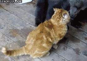 007-funny-animal-gifs-cat-vs-bear.gif
