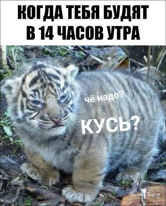 00b4bdb8a699ba8716bb7.webp