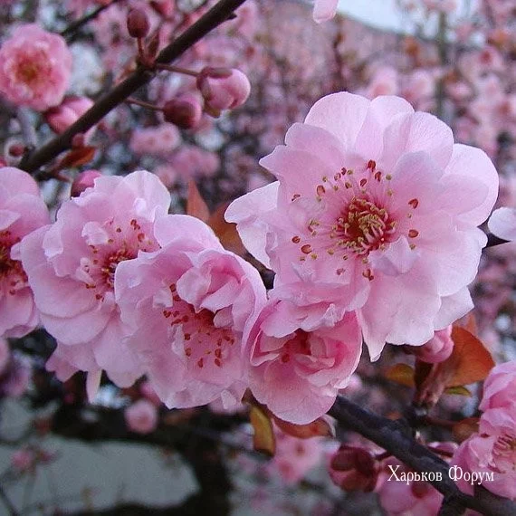 014ac5b260c1ced7f7ce2135.webp