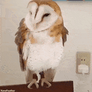 01957c46f61286dfdc2.gif
