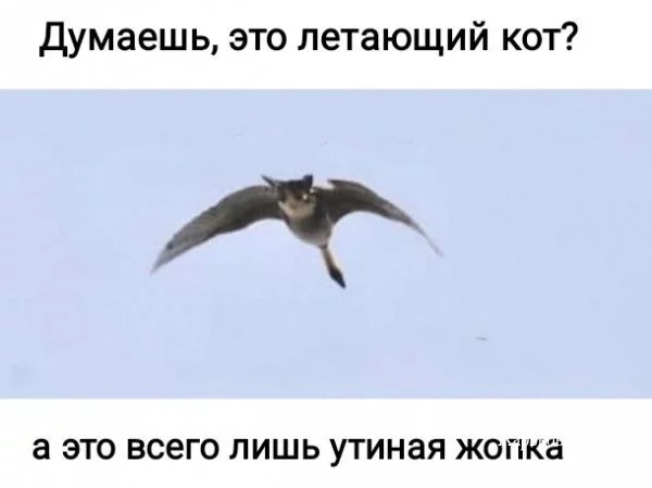 01d91ecbcbf950665bb9.webp