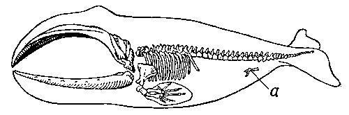 0252604158.gif