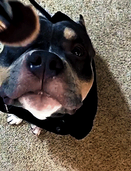 02d2e2fb6dc097df95b5a711b2487b133068753e.gif