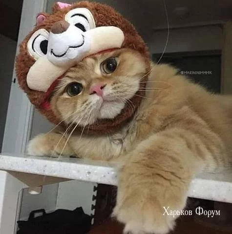 02fd5f9fc59d5411aa79cc.webp