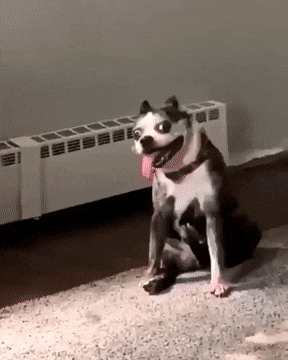 031ff0359a8fead8786a14.gif
