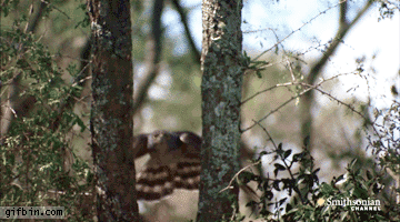 0359d582b5e7d8e0b.gif
