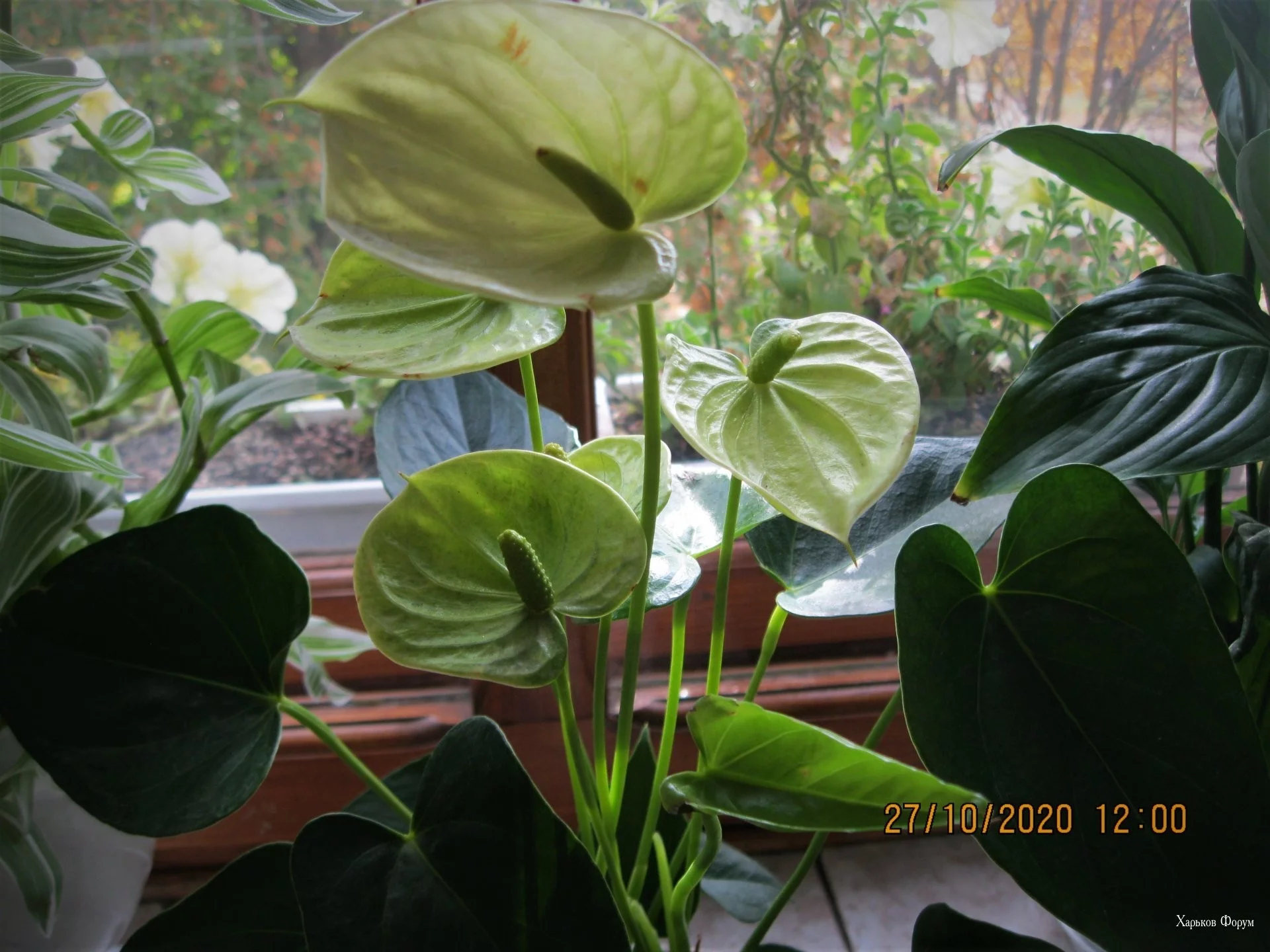 041c1c2bf3160ae306.webp