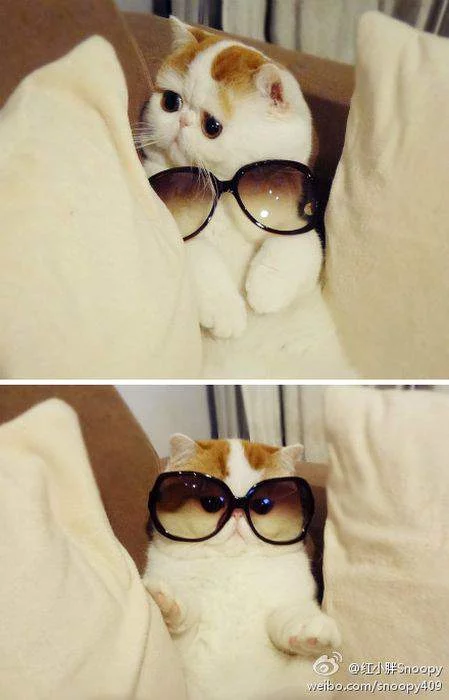 04244195z.webp