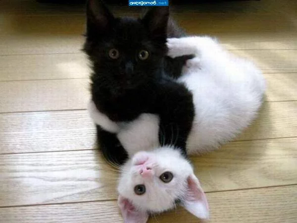 04953113k.webp