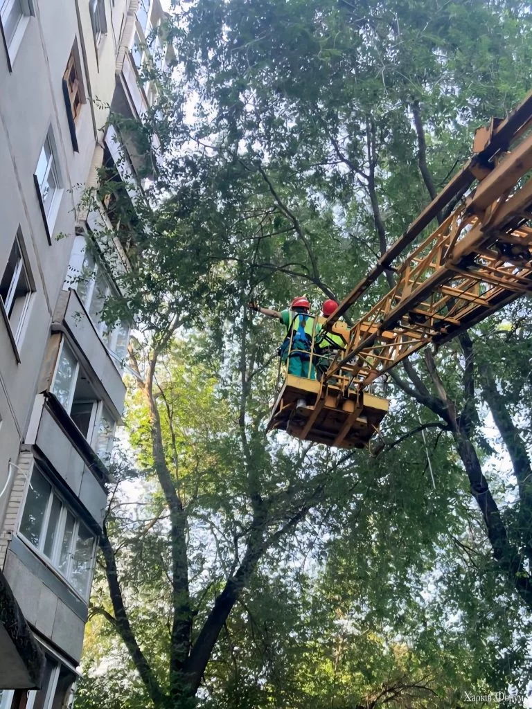 деревья срезают в Харькове