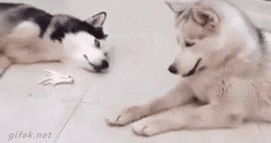 05-funny-gif-130-lazy-dogs.gif