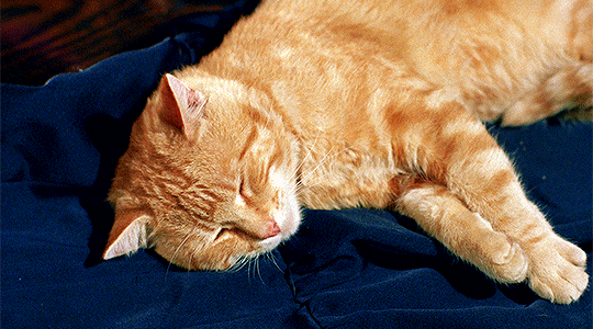 0519121c64dea3933e711474bcc71cd4db5826bf.gif