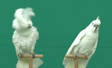 05f106c1e6ebff514c2649c.gif