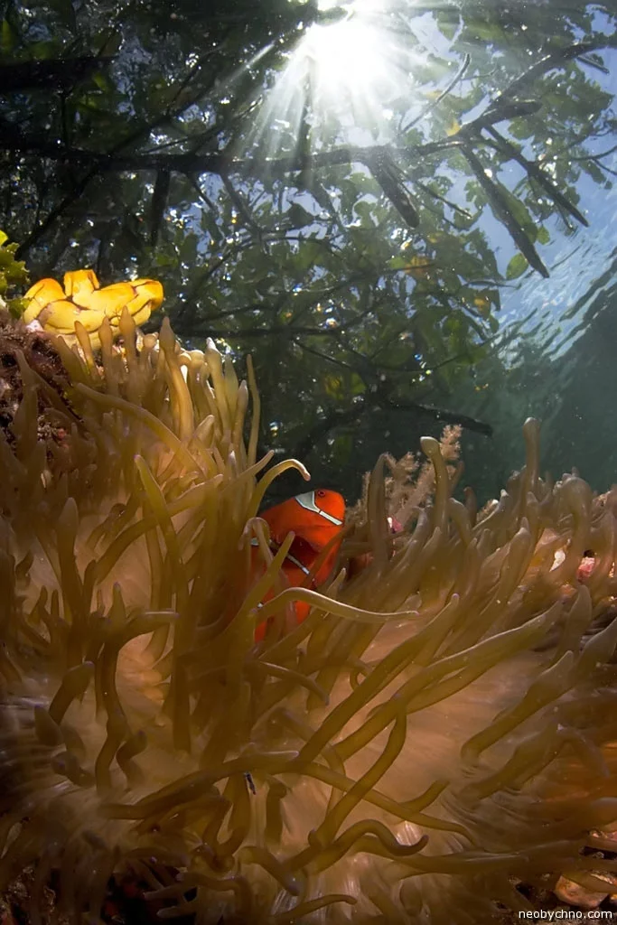 06-finding-nemo-todd-mintz.webp
