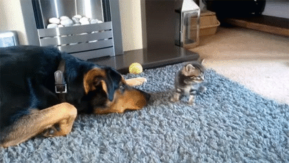 06-funny-gif-160-kitten-vs-dog.gif