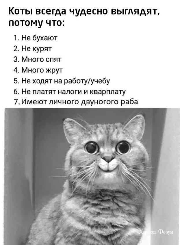 06121e041fbc54cd0bbc820d.webp