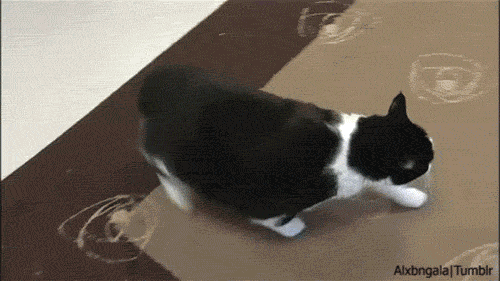0616ceb0156fba0e5fae45.gif