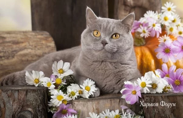 066e117bb905ee6b9fca8c9e.webp