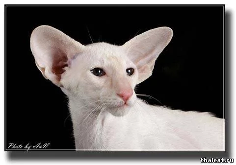 06779.webp